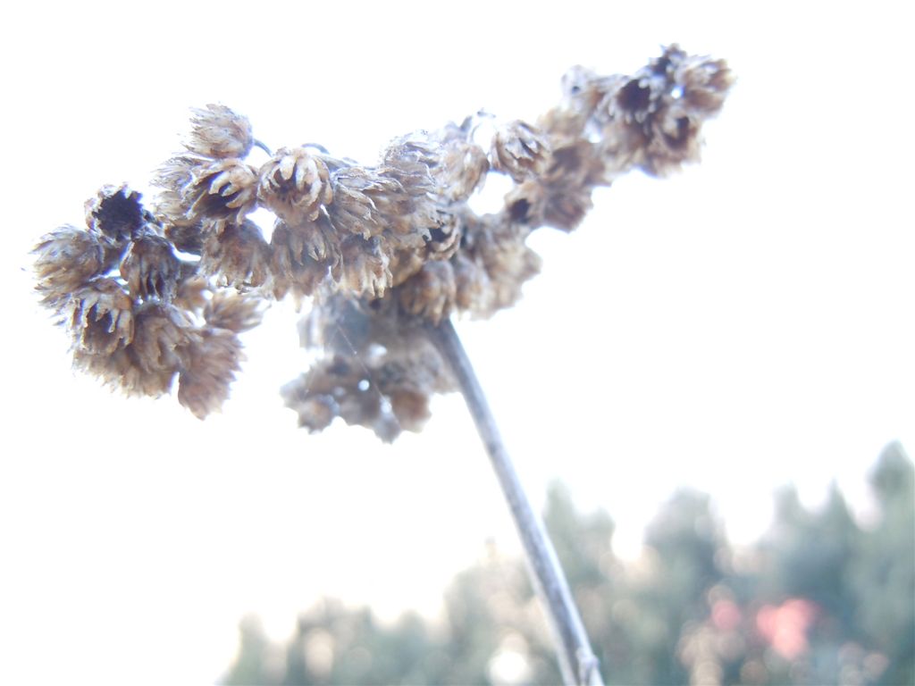 Pianta da Posillipo - Helichrysum litoreum